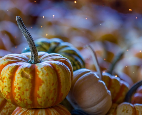 Fall Gourds Pumpkins