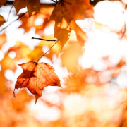 Fall Leaves