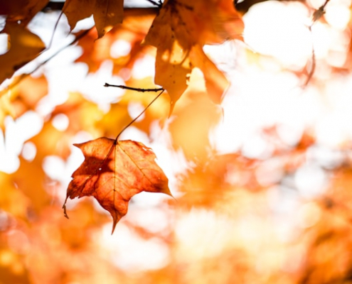 Fall Leaves